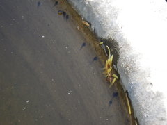 Pseudacris sierra