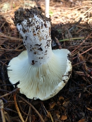 Hygrophorus ponderatus