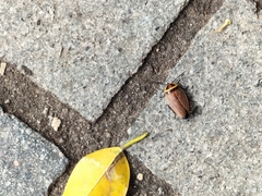 Ellipsidion reticulatum