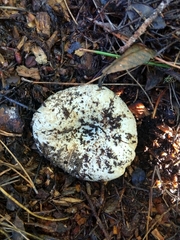 Hygrophorus ponderatus