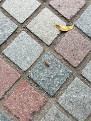 Ellipsidion reticulatum