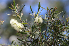 Melaleuca groveana