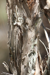 Melaleuca groveana