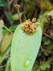 Pleurothallis canaligera
