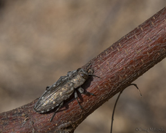 Chrysobothris basalis