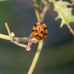 Laccoptera sulcata
