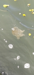Catostylus