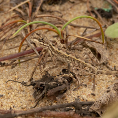 Sitana ponticeriana