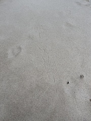 Tachyglossus aculeatus