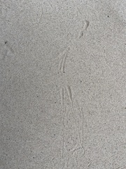 Tachyglossus aculeatus