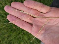 Urochloa glumaris