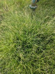 Urochloa glumaris