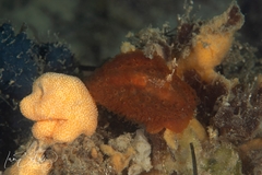 Madrella ferruginosa