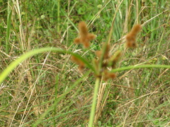Cyperus ligularis image