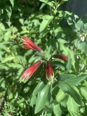 Alstroemeria psittacina