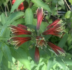 Alstroemeria psittacina