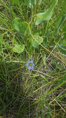 Sisyrinchium montanum