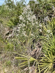 Baccharis halimifolia image