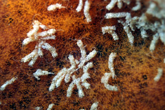 Polydorella