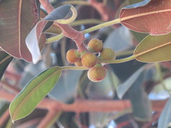 Ficus