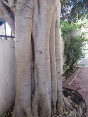 Ficus