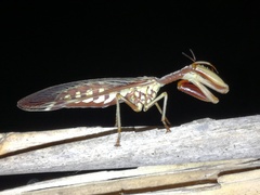 Paramantispa prolixa