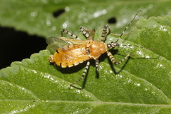 Pselliopus latispina