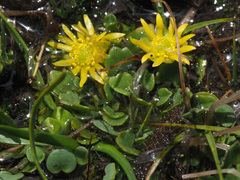 Ranunculus dregei