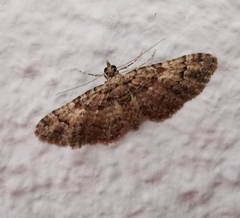 Gymnoscelis rufifasciata