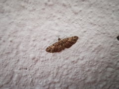 Gymnoscelis rufifasciata