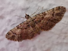 Gymnoscelis rufifasciata