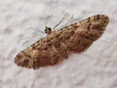 Gymnoscelis rufifasciata