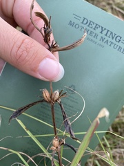 Hygrophila lacustris