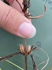 Hygrophila lacustris