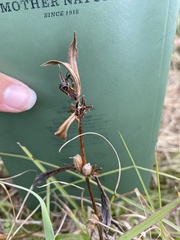 Hygrophila lacustris