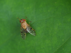 Scholastinae