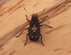 Sphinctotropis paviei