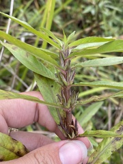 Hygrophila lacustris