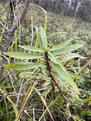 Hygrophila lacustris