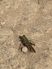 Gastrimargus marmoratus