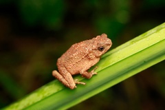 Ingerophrynus quadriporcatus