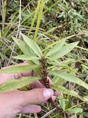 Hygrophila lacustris