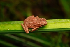 Ingerophrynus quadriporcatus