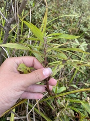 Hygrophila lacustris