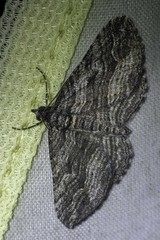 Chrysolarentia severata