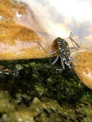 Microvelia americana