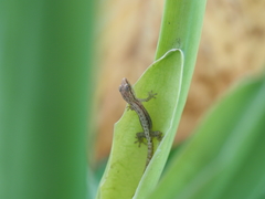 Lepidodactylus moestus