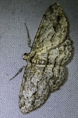 Didymoctenia exsuperata