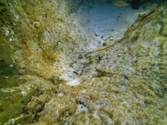 Lepidoblennius marmoratus