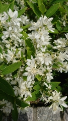 Deutzia gracilis